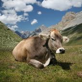 David814