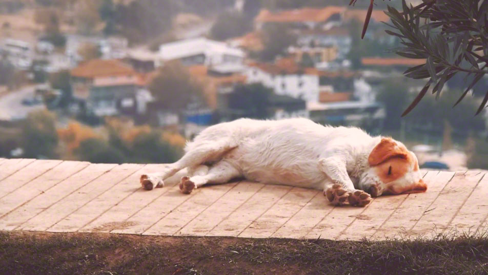 watchtower fcpx 7
