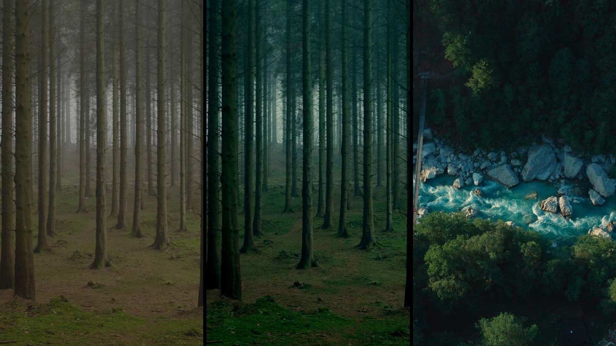 colorlab forest match 2